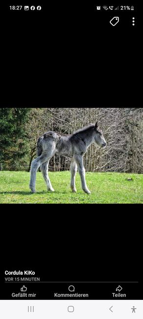 Traum von einer Norikerstute 4 Monate, Beate Eichinger , Horses For Sale, Schwarzenberg, Image 4