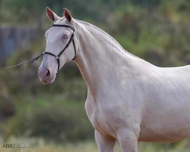 Der Traum aller Lusitanozüchter, ISPA - Iberische Sportpferde Agentur (ISPA - Iberische Sportpferde Agentur), Horses For Sale, Bedburg, Image 3