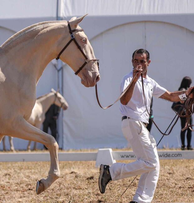 Der Traum aller Lusitanozüchter, ISPA - Iberische Sportpferde Agentur (ISPA - Iberische Sportpferde Agentur), Horses For Sale, Bedburg, Image 4