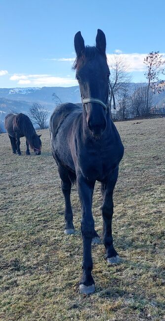 Traum Kumpel in Lackschwarz, Andrea Uckermann, Horses For Sale, Reichenfels