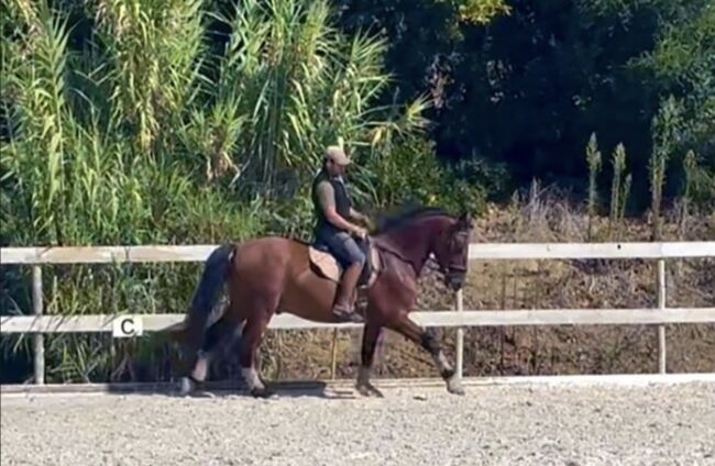 Traum-Dressur Lusitano, Rubi Enkel, Sibylle König, Horses For Sale, Sao Pedro da Cadeira, Image 7