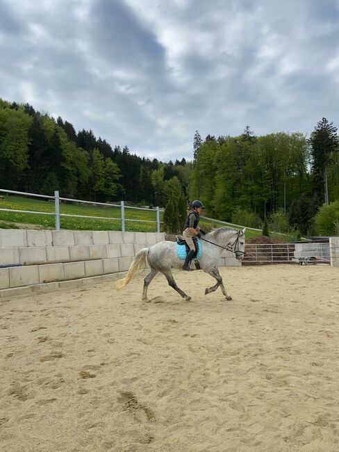 Verkaufe Traum Wallach, Alexandra Eder, Horses For Sale, Hiltenwiesen, Image 2