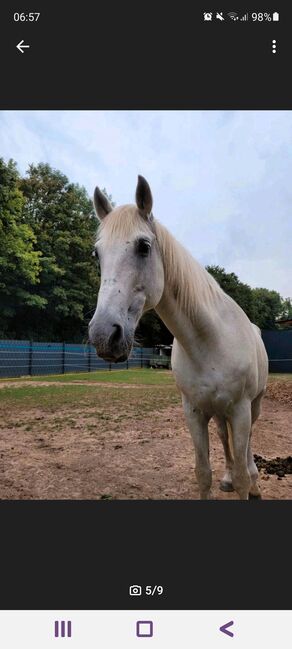 Traum-Wallach (Kinder- und Anfängerpferd), Sarah, Horses For Sale, Bergheim, Image 5