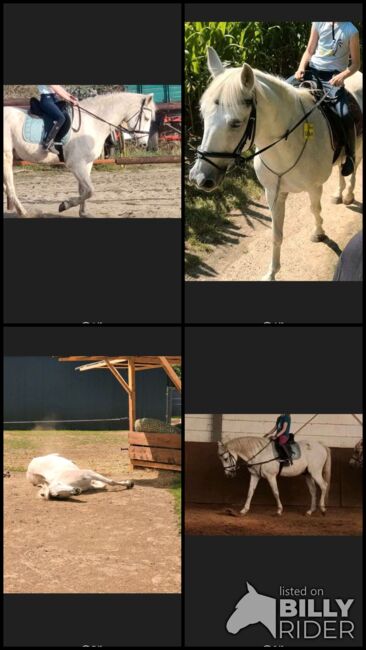 Traum-Wallach (Kinder- und Anfängerpferd), Sarah, Horses For Sale, Bergheim, Image 10