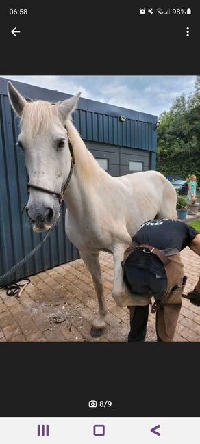 Traum-Wallach (Kinder- und Anfängerpferd), Sarah, Horses For Sale, Bergheim, Image 3