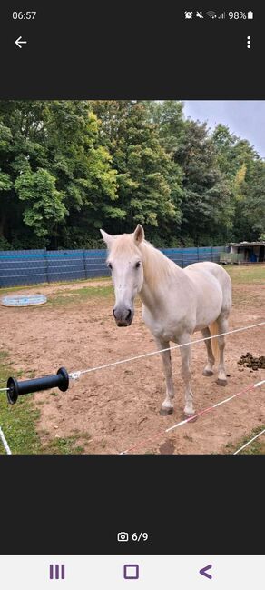 Traum-Wallach (Kinder- und Anfängerpferd), Sarah, Horses For Sale, Bergheim, Image 4