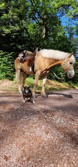 Traum Haflinger Wallach, Katja Milsch , Horses For Sale, Schwanau, Image 2