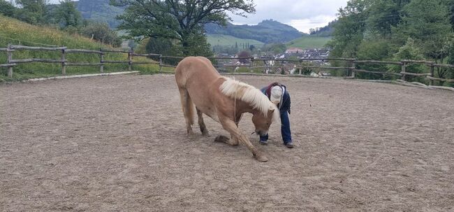 Traum Haflinger Wallach, Katja Milsch , Horses For Sale, Schwanau, Image 20