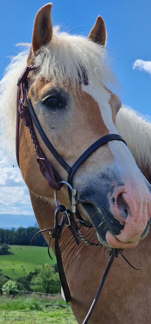 Traum Haflinger Wallach, Katja Milsch , Horses For Sale, Schwanau, Image 16