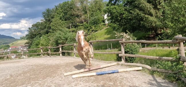 Traum Haflinger Wallach, Katja Milsch , Horses For Sale, Schwanau, Image 15