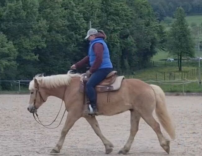 Traum Haflinger Wallach, Katja Milsch , Horses For Sale, Schwanau, Image 18