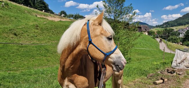 Traum Haflinger Wallach, Katja Milsch , Horses For Sale, Schwanau, Image 11