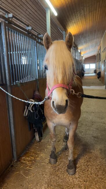 Traumhaflinger sucht Traumzuhause, Lisa Zechmann, Horses For Sale, Ramsau Am Dachstein, Image 2