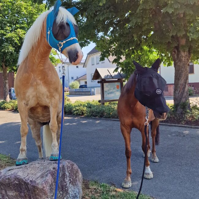 Traum Haflinger Wallach, Katja Milsch , Horses For Sale, Schwanau, Image 21