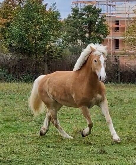 Traum Haflinger Wallach, Katja Milsch , Horses For Sale, Schwanau