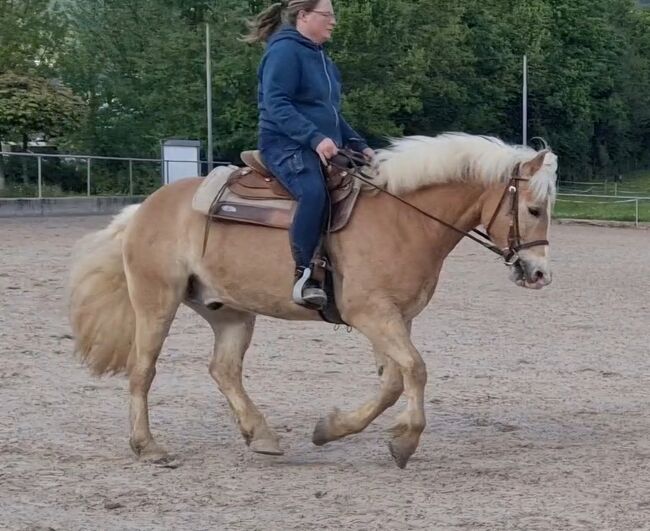 Traum Haflinger Wallach, Katja Milsch , Horses For Sale, Schwanau, Image 10