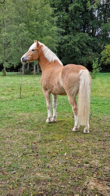 Traum Haflinger Wallach, Katja Milsch , Horses For Sale, Schwanau, Image 6