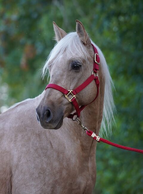 Traumpferd in Gold Palomino, Kerstin Rehbehn (Pferdemarketing Ost), Horses For Sale, Nienburg, Image 6