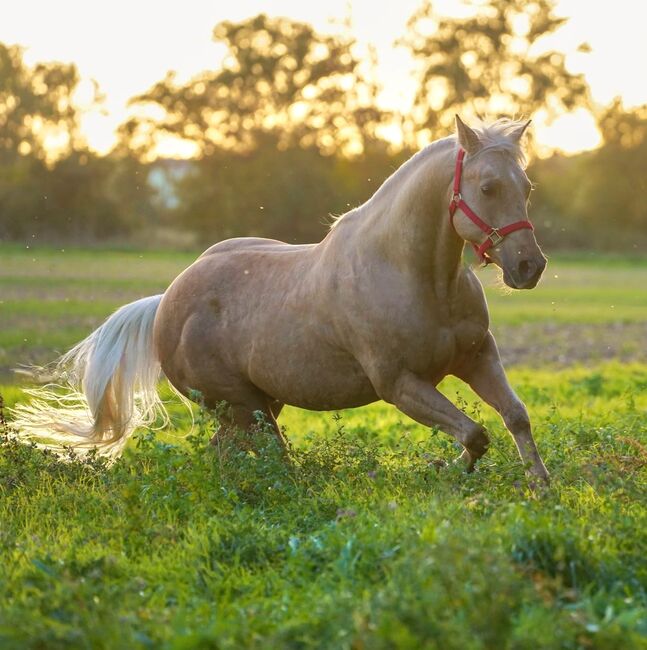 Traumpferd in Gold Palomino, Kerstin Rehbehn (Pferdemarketing Ost), Horses For Sale, Nienburg, Image 10