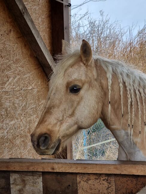 Traumpferd in Gold Palomino, Kerstin Rehbehn (Pferdemarketing Ost), Horses For Sale, Nienburg, Image 2