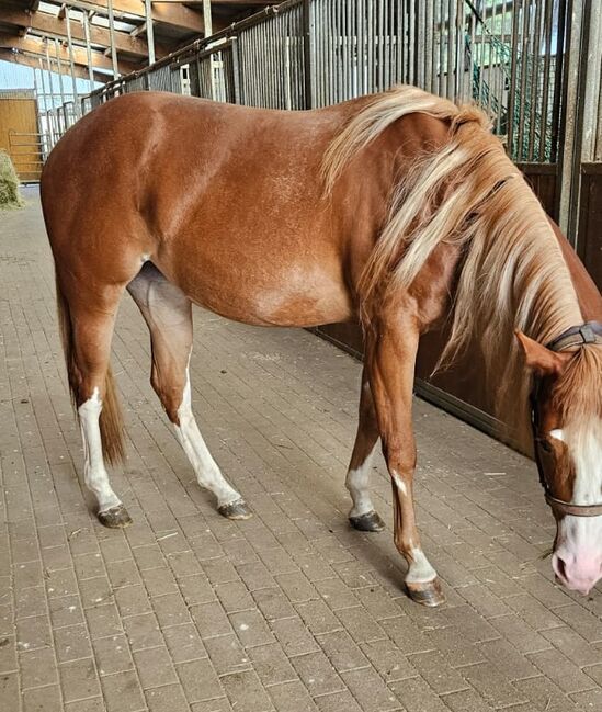 Traumstütchen sucht ein neues Zuhause (Paint Horse), Kerstin Rehbehn (Pferdemarketing Ost), Horses For Sale, Nienburg, Image 2