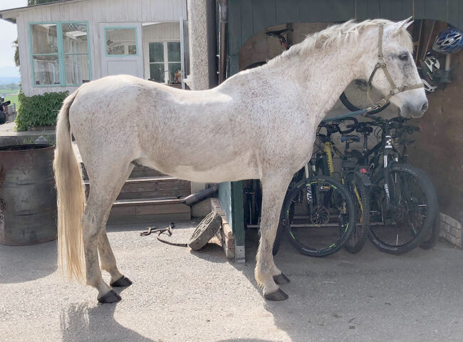 Traumpferd PRE, Mary, Horses For Sale, Lanzenkirchen, Image 6