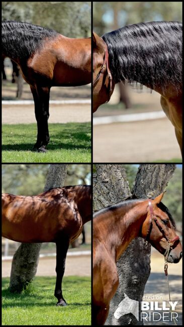 Traumpferd sucht Lebensstellung., Yvonne, Horses For Sale, Cadiz, Image 6