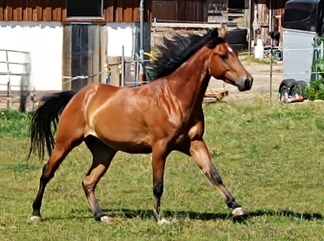 Traumpferd mit Charme, Kerstin Rehbehn (Pferdemarketing Ost), Horses For Sale, Nienburg, Image 6