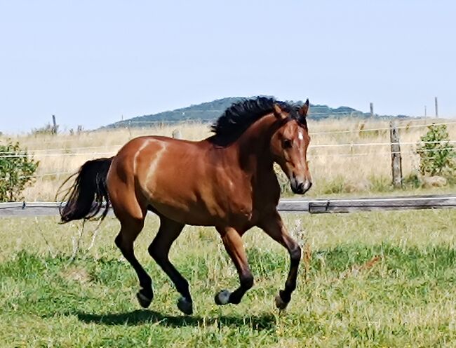 Traumpferd mit Charme, Kerstin Rehbehn (Pferdemarketing Ost), Horses For Sale, Nienburg, Image 7