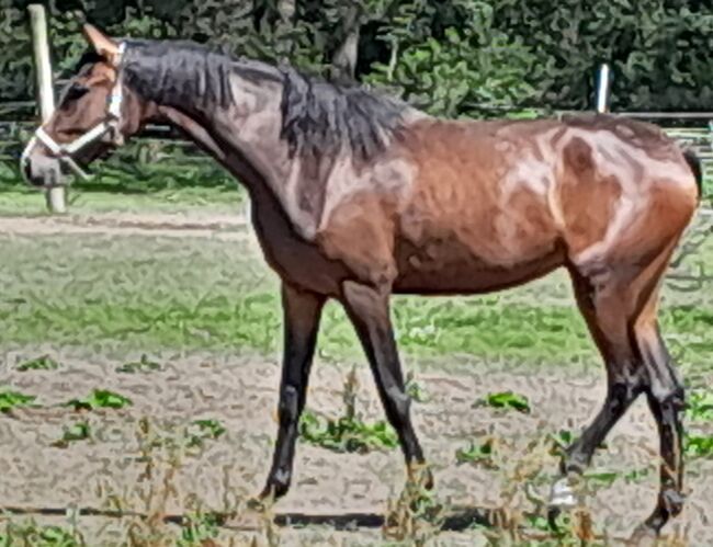 Traum Pferde mit Traum Abstammung, Gelände Hopser, Horses For Sale, Hope/Lindwedel, Image 5