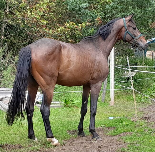 Traum Pferde mit Traum Abstammung, Gelände Hopser, Horses For Sale, Hope/Lindwedel, Image 2