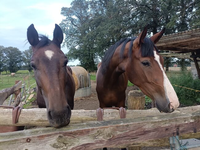 Traum Pferde mit Traum Abstammung, Gelände Hopser, Horses For Sale, Hope/Lindwedel, Image 7