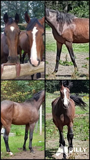 Traum Pferde mit Traum Abstammung, Gelände Hopser, Horses For Sale, Hope/Lindwedel, Image 10