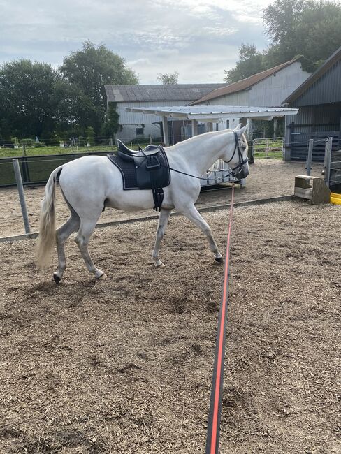 Traum Lusitano, Sabine , Horses For Sale, Ostenfeld , Image 3