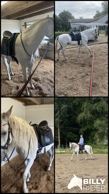 Traum Lusitano, Sabine , Horses For Sale, Ostenfeld , Image 5