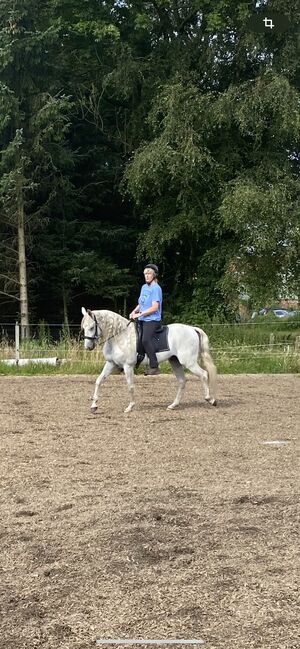 Traum Lusitano, Sabine , Horses For Sale, Ostenfeld , Image 4