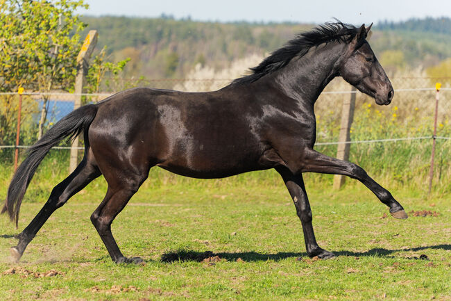 Traumstute von San To Alati- gelassen, mit grossen Bewegungen, Pferdezucht PD, Horses For Sale, Mölln
