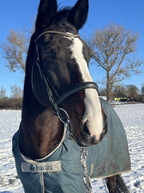 Traumstute sucht…., S., Horses For Sale, Alt tellin