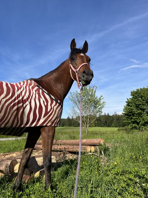 Traumstute mit Charakter, Stefanie Schindler, Horses For Sale, Obertrum am See, Image 3