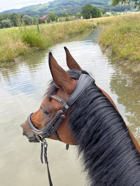 Traumstute mit Charakter, Stefanie Schindler, Horses For Sale, Obertrum am See, Image 2