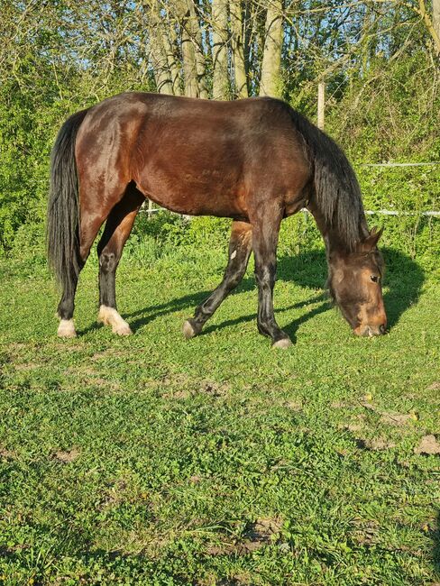 Traumstute mit Traumcharakter, Jennifer , Horses For Sale, Seelow , Image 3