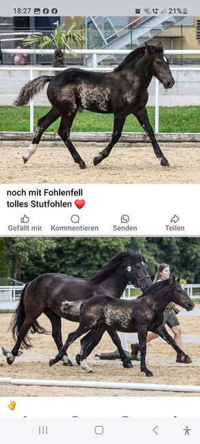 Traum von einer Norikerstute 4 Monate, Beate Eichinger , Horses For Sale, Schwarzenberg, Image 2