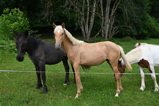 Traum Palomino PRE Stute, Manuela KUBNY , Horses For Sale, Küßnach 