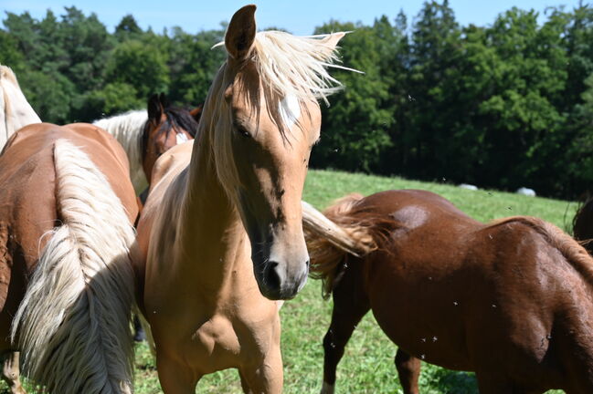 Traum Palomino PRE Stute, Manuela KUBNY , Horses For Sale, Küßnach , Image 5