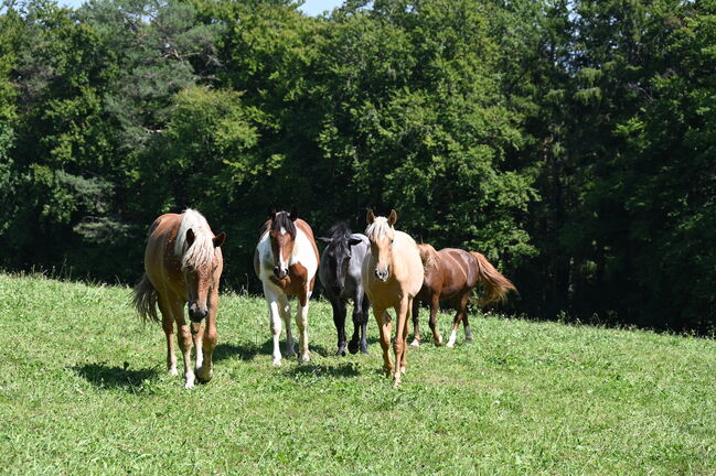 Traum Palomino PRE Stute, Manuela KUBNY , Horses For Sale, Küßnach , Image 4