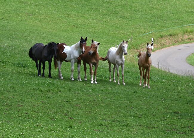 Traum Palomino PRE Stute, Manuela KUBNY , Horses For Sale, Küßnach , Image 3