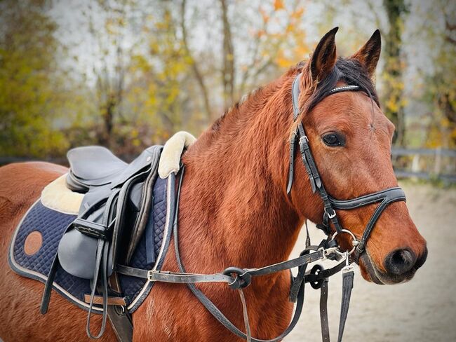 Traumpony Endmas stute, Jessica Henseler , Horses For Sale, Bötzingen , Image 3