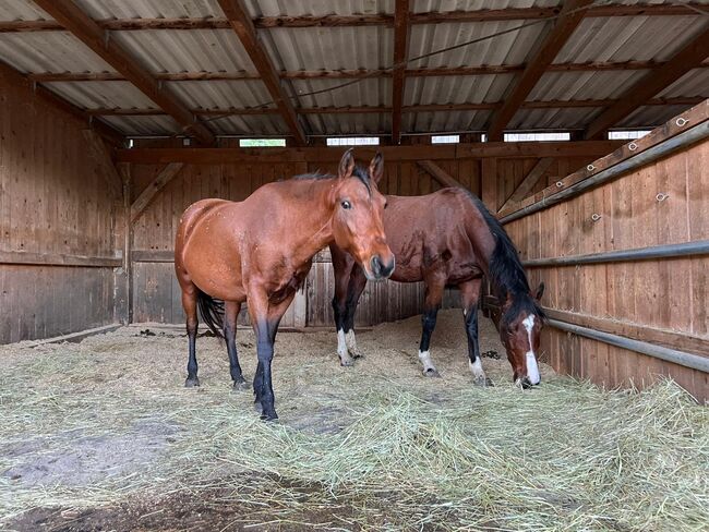 Traumpony Endmas stute, Jessica Henseler , Horses For Sale, Bötzingen , Image 4