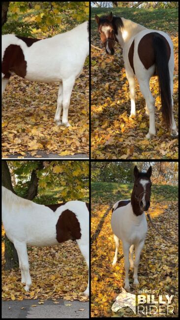 Traum Pony, Annette , Horses For Sale, St.pölten , Image 5