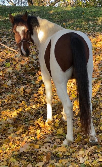 Traum Pony, Annette , Horses For Sale, St.pölten , Image 2